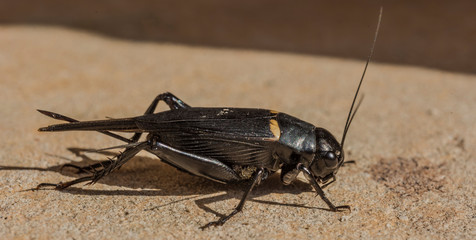 Cricket  - Gryllus campestris  (female)