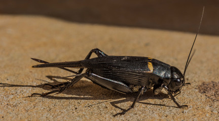 Cricket  - Gryllus campestris  (female)