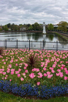 Tulips in Roath Park  Cardiff