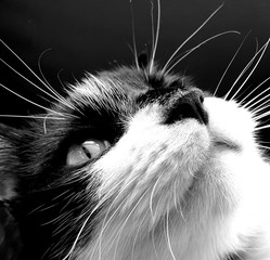 cat, black and white, portrait, beautiful, whiskers © Ann