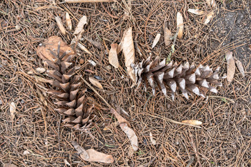 Cones lie on the ground