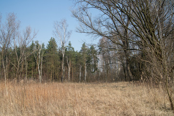 forest on early spring sunny day