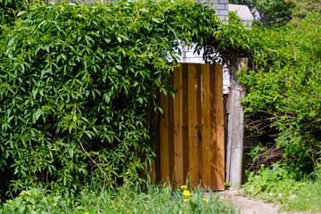Secret overgrown with lush foliage portal in natural frame. Old brown retro door in grape brushwood covered with green vines. Outdoor summer view of a shabby entrance in silent local place back yard.