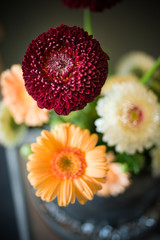 close up of an orange gebera flowers 