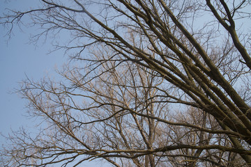 Obraz premium bare trees on sunny day