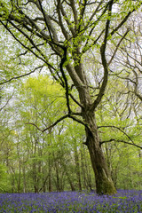 Fototapeta premium Bluebells in Staffhurst Woods near Oxted Surrey