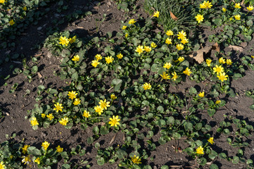 The first growing spring flowers