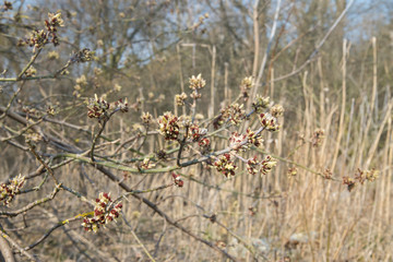 Acer negundo, box elder flowers