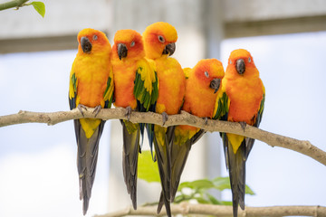 仲の良いコガネメキシコインコ