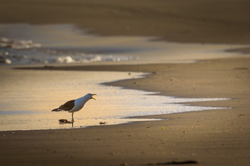 a seagull screaming 