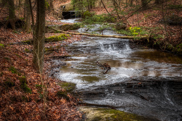waterfall in the forest