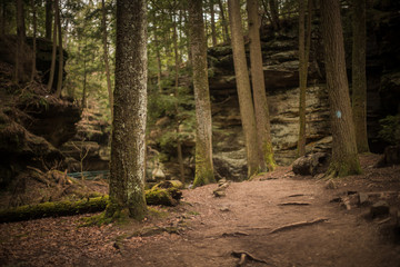 Fototapeta premium path in the forest