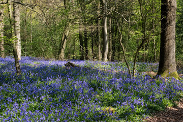 Bluebells in Staffhurst Woods near Oxted Surrey