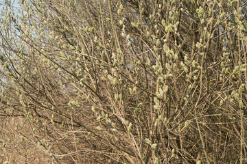 Fototapeta premium pussy yellow willow flowers on branches in forest