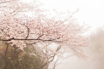 幻想！霧中の桜