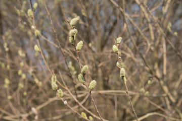 pussy yellow  willow flowers on branches in forest