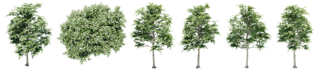 Set or collection of green elm trees isolated on white background. Concept or conceptual 3d illustration for nature, ecology and conservation, strength and endurance, force and life