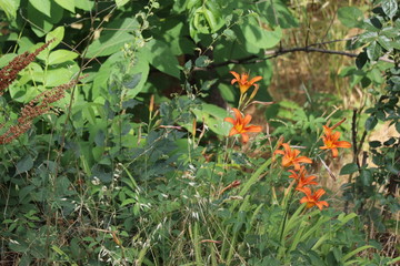 Orange wildflowers bloomed in the grass