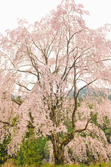 しだれ桜と春の雨