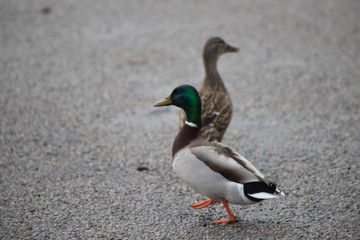 Obraz premium two ducks walking