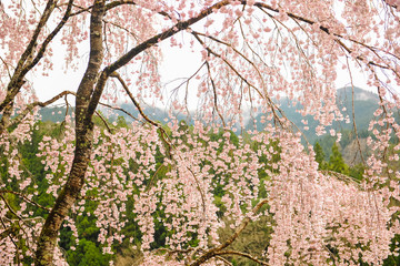 しだれ桜と春の雨