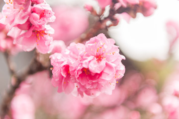 鮮やかな寒緋桜