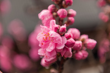Fototapeta na wymiar 鮮やかな寒緋桜