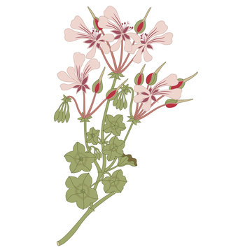 pink geranium flowers on white background clip art preview