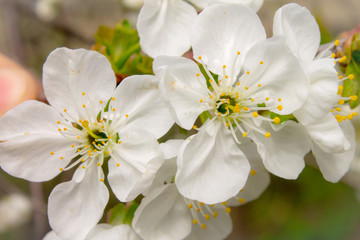 Obraz premium white flowers of apple tree