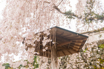 西光寺の桜