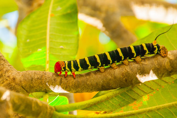 Check out this guy! Its actually called a Frangipani Worm which if that's not cool enough, due to its color some people call it a rastapillar. 