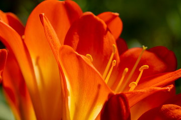 amaryllis flower with stamen close-up