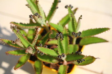 Kalanchoe żyworódka płodnolist