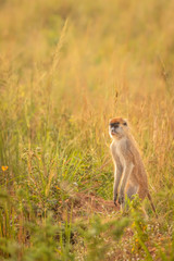 Obraz premium Patas monkey or hussar monkey looking for danger in beautiful morning light, Murchison Falls National Park, Uganda.