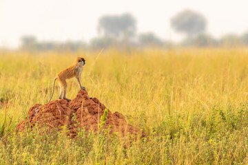 Naklejka premium Patas monkey or hussar monkey looking for danger in beautiful morning light, Murchison Falls National Park, Uganda.