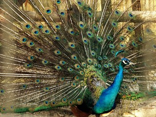 Obraz premium Peacock