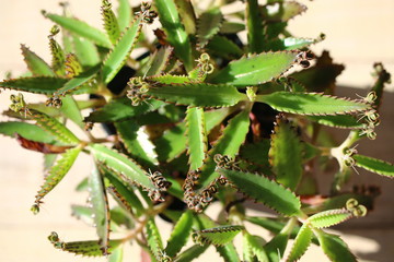 Kalanchoe żyworódka płodnolist © Perovskia