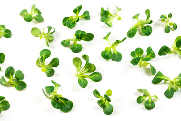 Mash salad on white background.