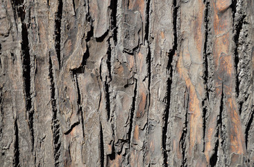 old tree bark texture