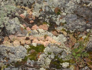 lichen on rock