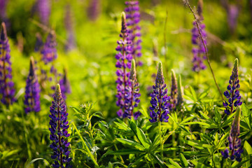 Blooming lupine flowers in Lake Tekapo. Lakeside lupins in blossom. Field of lupins. Colorful lupinus of pink, violet, blue, white, yellow. Beautiful sunset. Lupine in full bloom. Bunch of lupins.