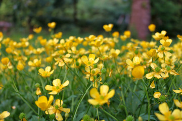Obraz premium Field of yellow wild buttercups (Ranunculus acris) 