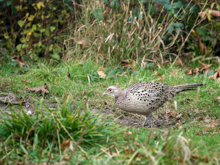 Female Pheasant at warnham Nature Reserve