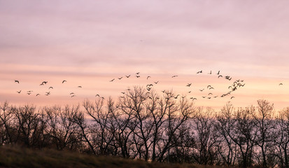Canada Geese in Flight at Sunset