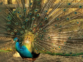 Obraz premium peacock