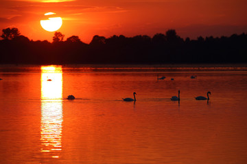  Birds on the background of sunset on the lake © moniadk