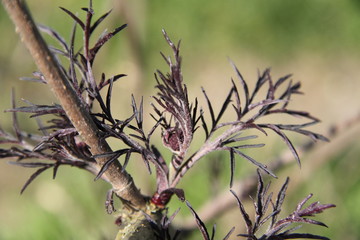 Sambucus back beauty purple elderberry