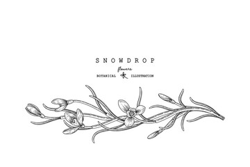 Sketch Floral decorative set. Snowdrop flower drawings. Black and white with line art isolated on white backgrounds. Hand Drawn Botanical Illustrations. Elements vector.
