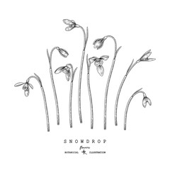 Sketch Floral decorative set. Snowdrop flower drawings. Black and white with line art isolated on white backgrounds. Hand Drawn Botanical Illustrations. Elements vector.