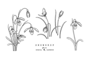 Fototapeta na wymiar Sketch Floral decorative set. Snowdrop flower drawings. Black and white with line art isolated on white backgrounds. Hand Drawn Botanical Illustrations. Elements vector.